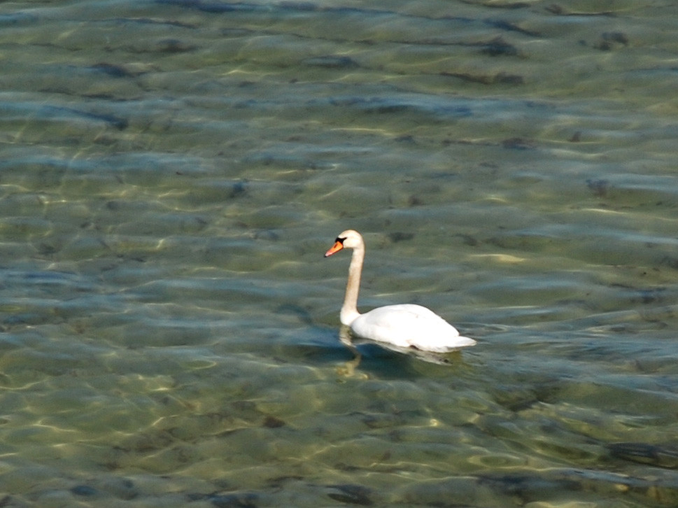 : Swan