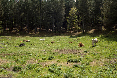 Cows In Etna National Park ©  Konstantin Malanchev