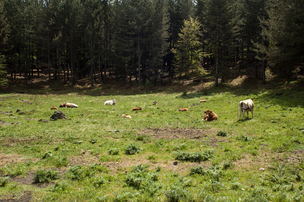 : Cows In Etna National Park