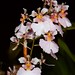 Rodrumnia Orchidom Valentine – Wendy Daneau