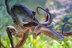 Krake, Octopus