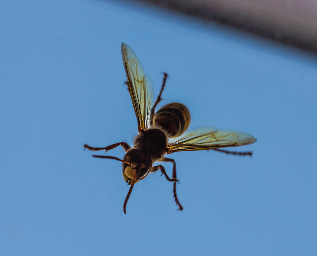 : Wasp on attack