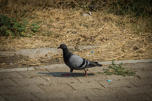 Hurrying pigeon ©  Raymond Zoller