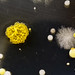 Colonies on a petri dish