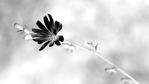 Flower ©  Pavel Medziun