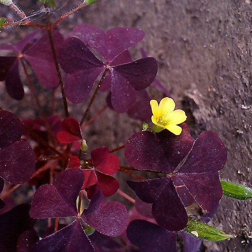 violet leaves, yellow flower ©  sergej xarkonnen