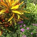 Florida Flower Garden