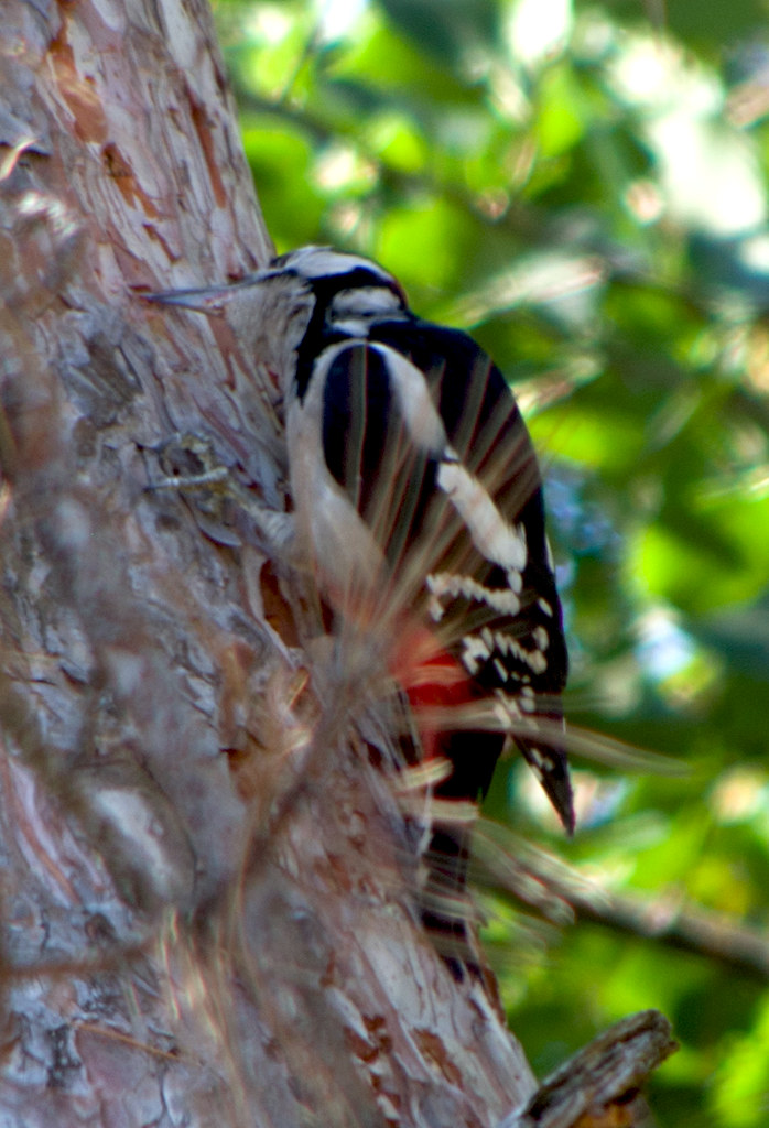 :    / Dendrocopos major / Great spotted woodpecker /    / Buntspecht