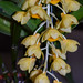 Dendrobium densiflorum "Mateo" – Alan Castillo
