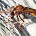 Hornet Robberfly With Prey