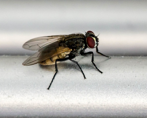 Eine Fliege -  ©  Raymond Zoller