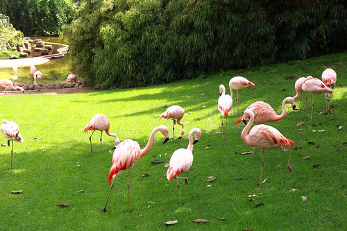 flamingos ©  dmytrok