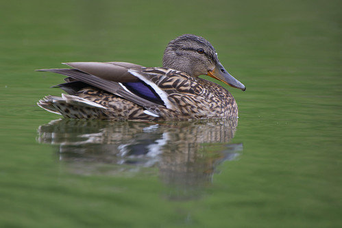 Female Duck ©  kuhnmi
