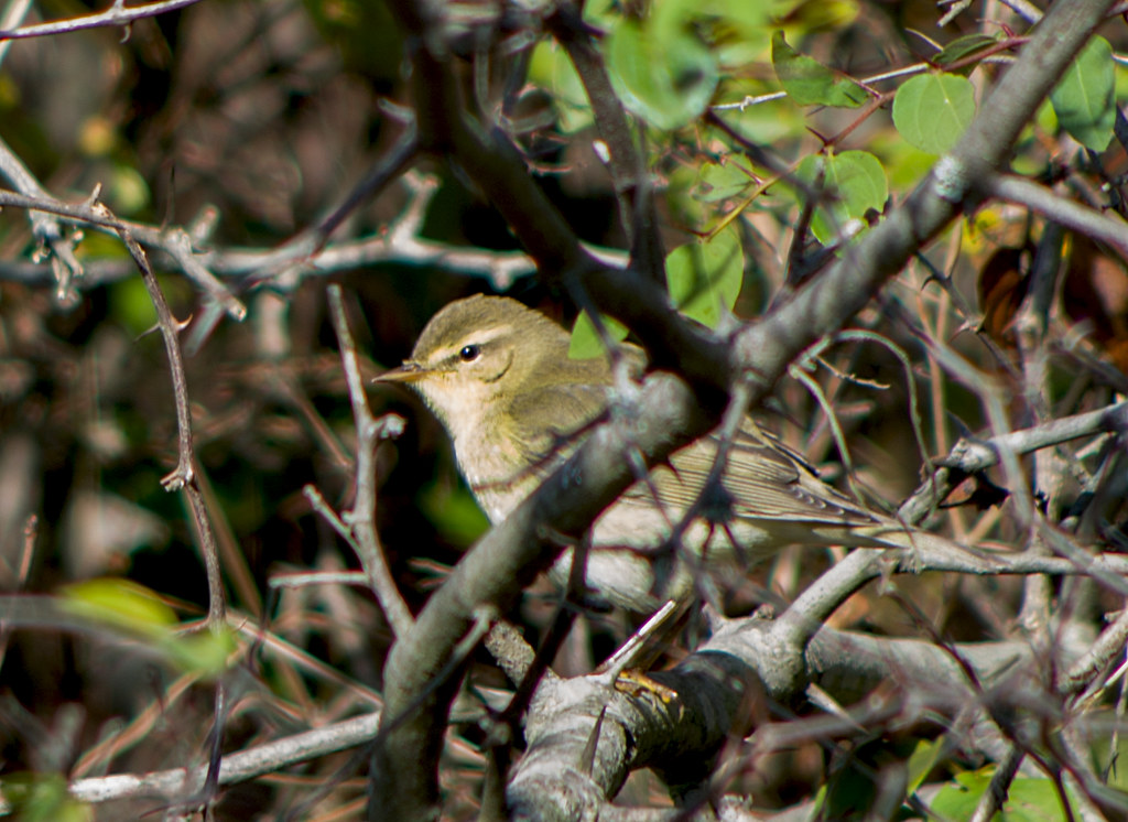 : - / Phylloscopus trochilus / Willow warbler /   / Fitis