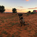 The dog of Monument Valley in Navajo Nation