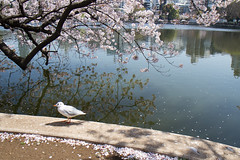 日本樱花
