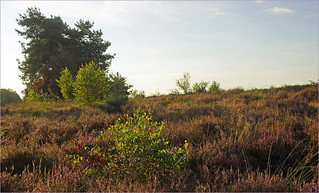 Flowering heathland