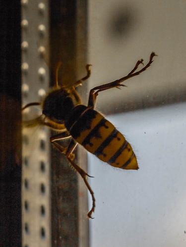 Wasp ©  Raymond Zoller