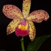 Lc. Jungle Elf x C. Orchidom Brabant "Freckled Flamingo" – Suzi Sandore