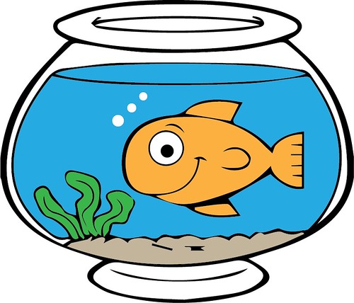 fish in bowl