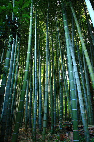 bambus garden ©  dmytrok