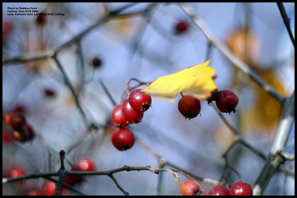 фото: Red berry with yellow leaf on a branch