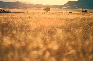 Grassland Sunset by Richard Pradenas