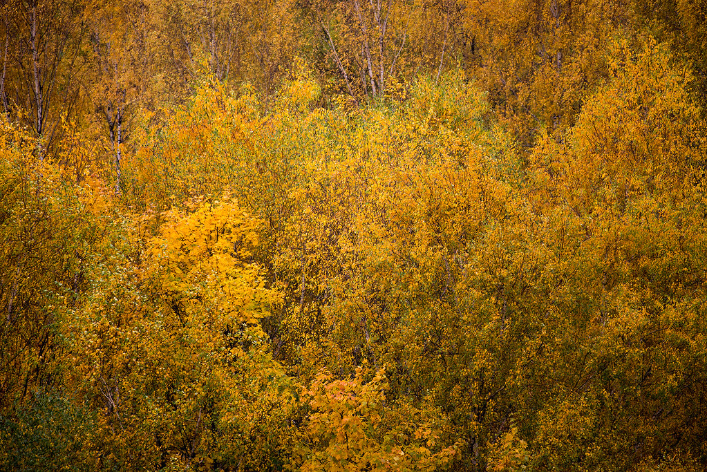 : Colours of autumn