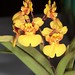 Tolu. Orchidom Joy Time x (Tolu. Alameda Joy "Orchidom" HCC/AOS x Rrm. Orchidom Dancer) – Wendy Daneau
