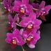 Unknown Phalaenopsis Hybrid – Wendy Daneau
