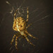 Cross Spider - Araneus diadematus