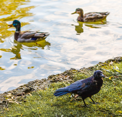 Raven with ducks ©  Raymond Zoller