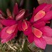 Den. laevifolium – Wendy Daneau