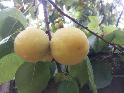 apricots (Horodyshche, Ukraine) ©  Sasha India