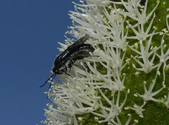 Male and female flower wasps feeding and shareing nectar