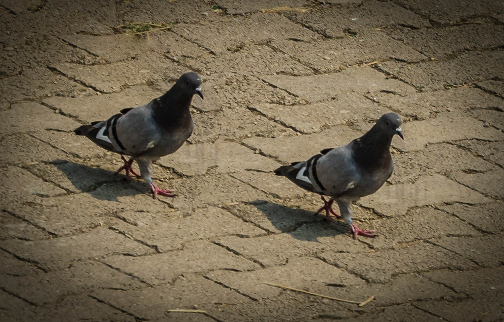 : Pigeons