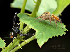 What's Better Than A Jumping Spider?