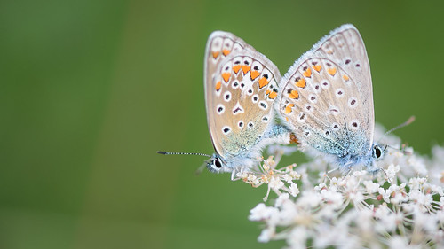 Mating Butterflies ©  kuhnmi