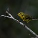 _DSC7517 9/22/17 Male Prairie Warbler Green Cay