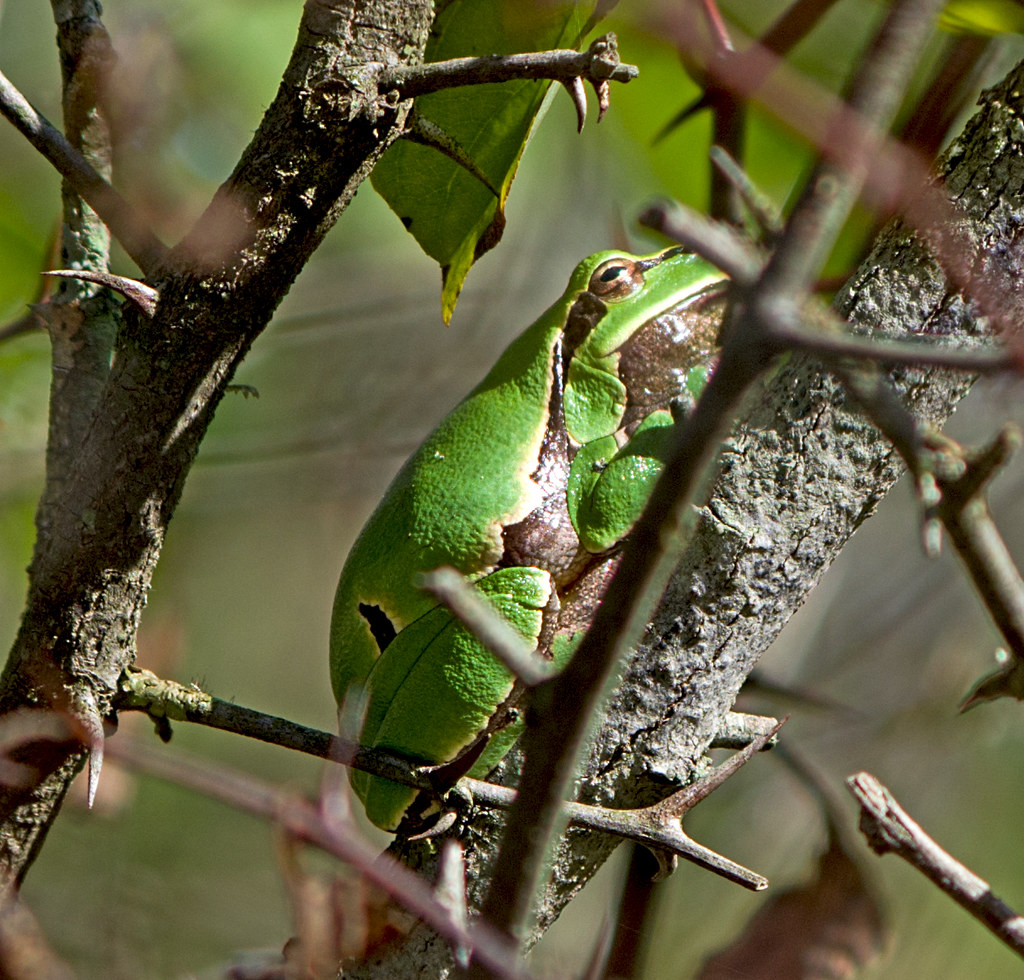 :   / Hyla orientalis / Oriental Tree Frog (Shelkovnikov's Tree Frog)