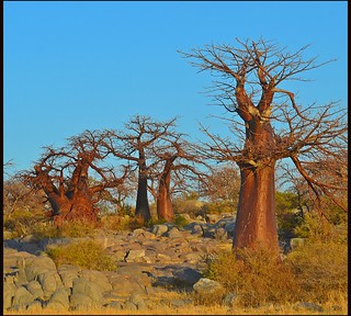 Baobab Trees at Kubu Island.