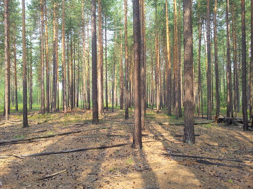 Pine Forest ©  mr.ddenisov