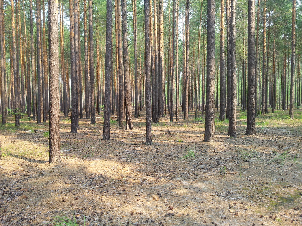 : Pine Forest