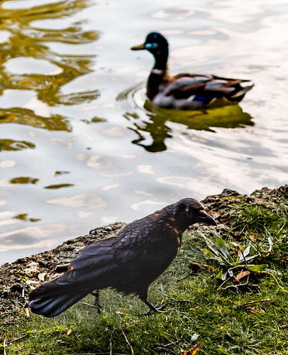 Raven with duck ©  Raymond Zoller