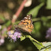 Painted lady in the Butterfly Garden, Tucson Botanical Gardens