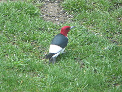 Red-headed woodpecker <a style="margin-left:10px; font-size:0.8em;" href="http://www.flickr.com/photos/47859294@N02/24402721228/" target="_blank">@flickr</a>
