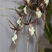 Unk. Oncidium hybrid – Cher Whelan