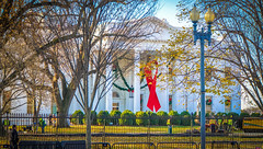 2017.12.01 Red Ribbon at the White House, World AIDS Day, Washington, DC USA 1133