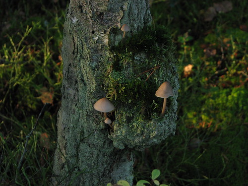 Sweden.Little_mushroom ©   