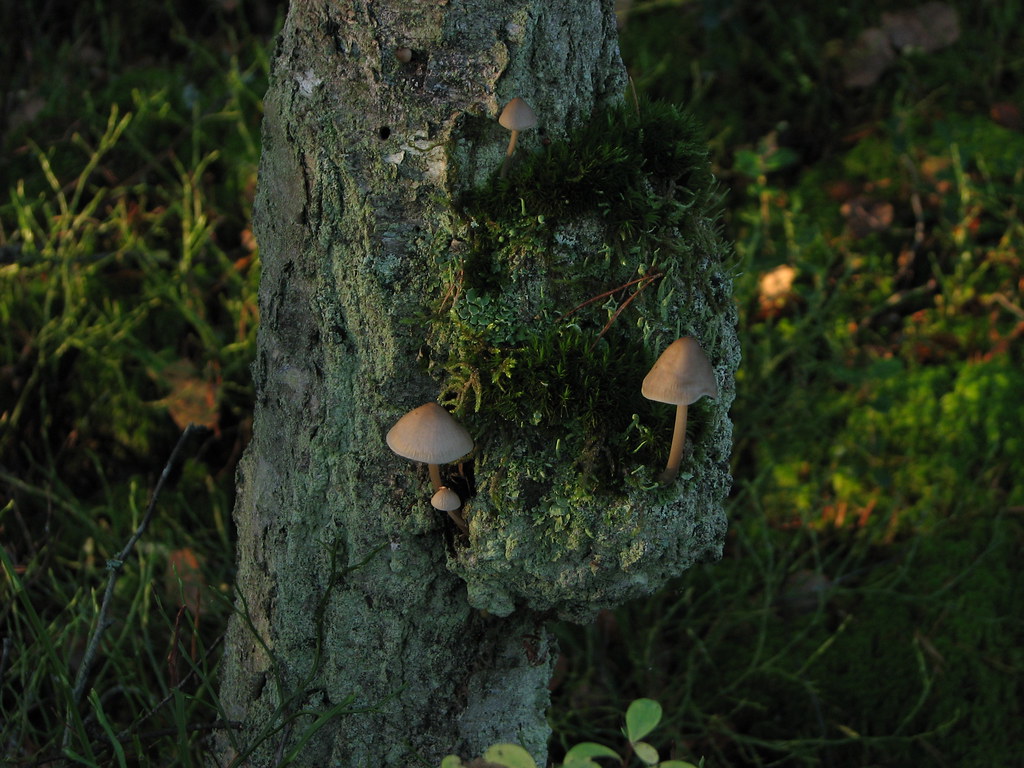 : Sweden.Little_mushroom